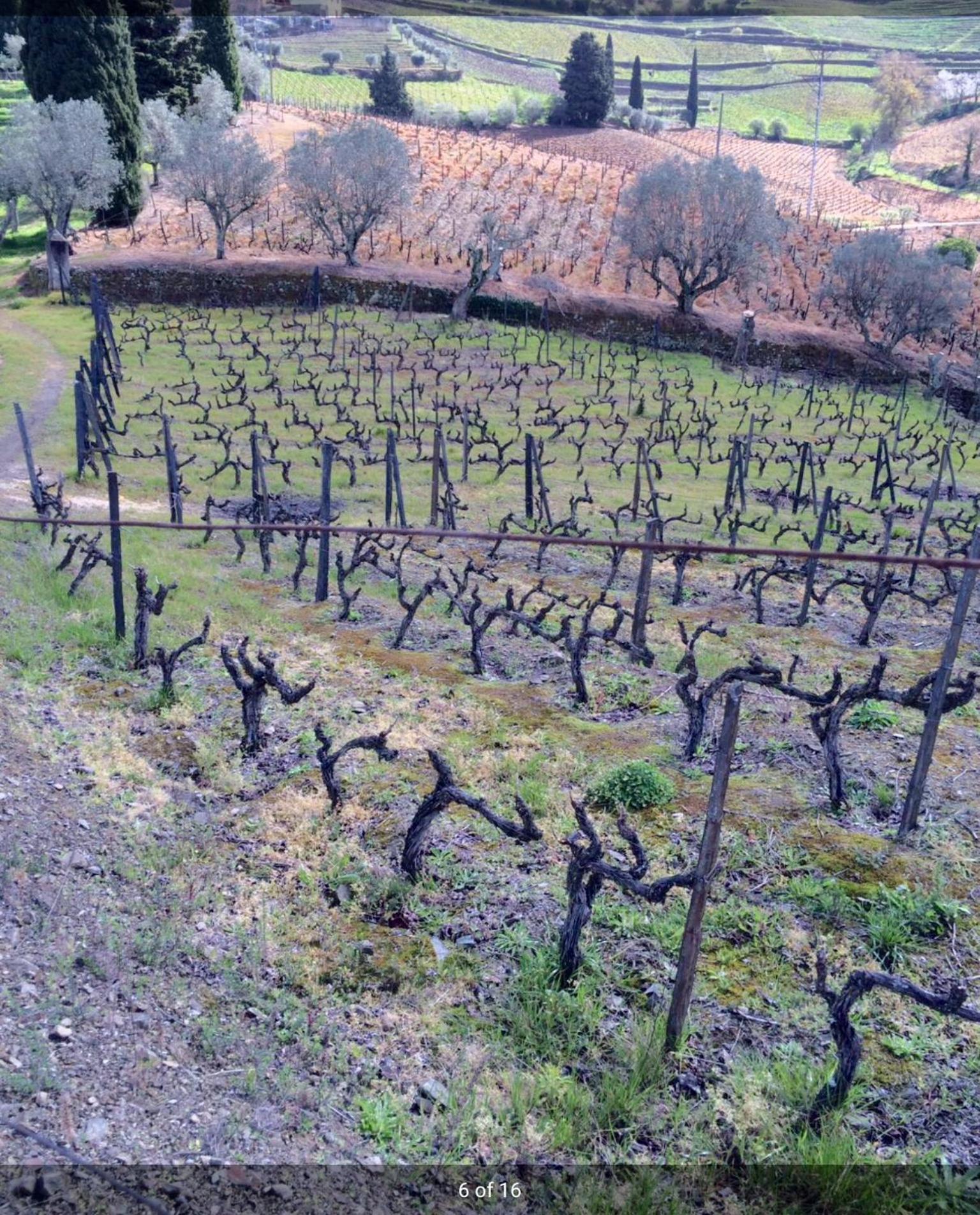Quinta Do Fojo Bed & Breakfast Lamego Exterior foto